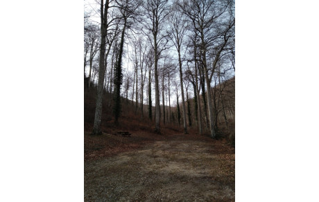 18/02/2024 : La forêt de boucheville Vira