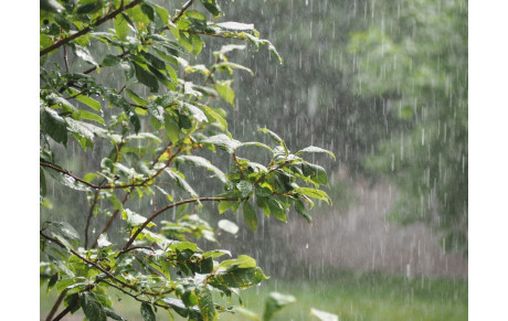 On voulait de la pluie, elle est là. Pas de sortie aujourd'hui le temps que la météo se remette. A bientôt